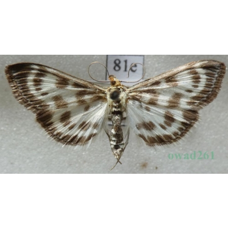 Anania hortulata (Linnaeus, 1758) Przezierka pokrzywianka Czech81e